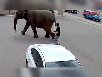 Escaped Circus Elephant Causes Traffic Chaos in Montana: 10-Minute Standoff